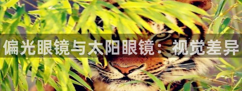 辉达娱乐线路检测